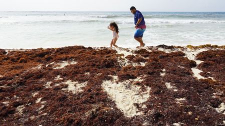 Padre e hija caminando sobre una densa capa de sargazo acumulado en la arena de una playa de Quintana Roo.