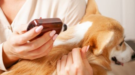 ¿Se pueden subir las pulgas de tu mascota?
