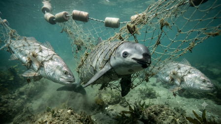 Recientemente se llevaron a cabo tres avistamientos y más de 40 encuentros acústicos de la vaquita marina dentro de la Campaña de Entrenamiento de Observadores y Monitoreo en el Alto Golfo de California.
