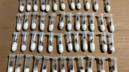 Tras la inspección de un especialista en mirmecología, las hormigas fueron identificadas como una especie nativa de México.