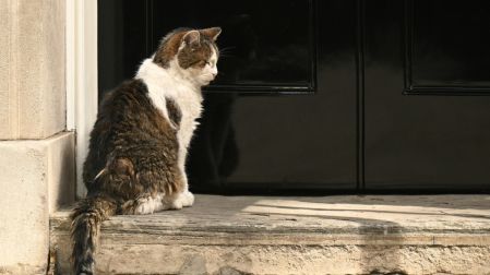 Larry the 10 Downing Street cat, waits to be let in, central London on July 20, 2026. (Photo by Oli SCARFF / AFP)