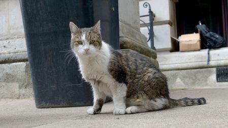 London, UK. 15th July, 2026. Westminster London UK. Larry the No 10 Downing Street cat watches the media as they prepare to capture the Prime Minister Sir Keir Starmer leave to give his final Prime Ministers Questions. Credit: MARTIN DALTON/Alamy Live News