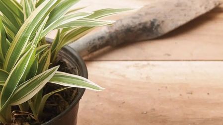 Planta mala madre cuidados y significado
