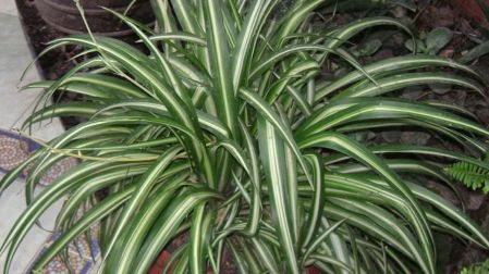 Planta mala madre cuidados y significado