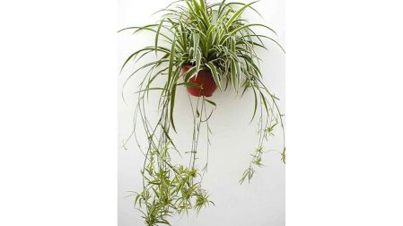 Planta mala madre cuidados y significado