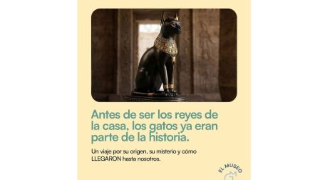 Museo del Gato CDMX