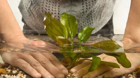 Plantas que enraízan en agua fáciles de cuidar