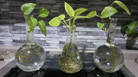 Plantas que enraízan en agua fáciles de cuidar