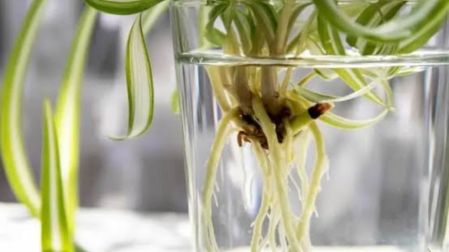 Plantas que enraízan en agua fáciles de cuidar