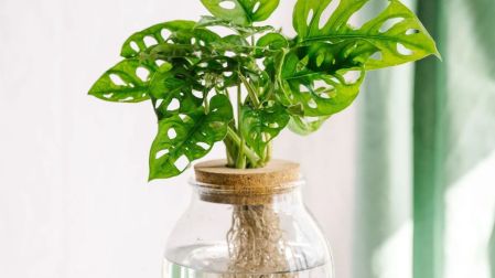 Plantas que enraízan en agua fáciles de cuidar
