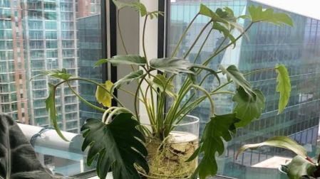 Plantas que enraízan en agua fáciles de cuidar