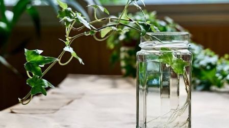 Plantas que enraízan en agua fáciles de cuidar