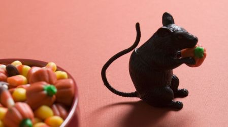 Ratón aparece en sala de Cinépolis Perisur