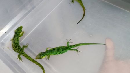 La Profepa detalló que el dragón mexicano es una especie catalogada como amenazada bajo la NOM-059-SEMARNAT-2010