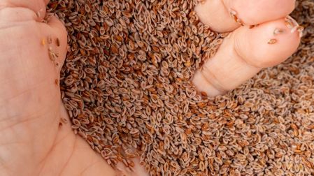 Qué es el psyllium y es para todos