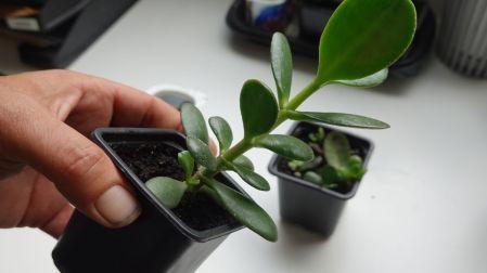 Riesgos de tener un árbol de jade en casa si tienes niños