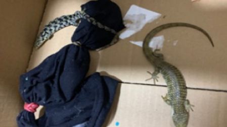 El detenido habría reconocido que pretendía comercializar los reptiles durante un evento especializado y obtener ganancias con su venta.