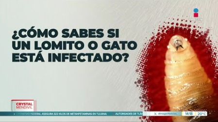 Esta semana se confirmó la primera infección en un perro en Oaxaca.
Visita nuestro sitio web: http://www.imagentv.com
No te pierdas Imagen Noticias con Crystal Mendivil de lunes a viernes en punto de las 2:00 pm por Imagen Televisión.
Síguenos en nuestras redes
Instagram:
https://www.instagram.com/imagentvnoticias/
https://www.instagram.com/imagentvmex/
TikTok:
https://www.tiktok.com/@imagennoticias
X:
@ImagenNoticias_ https://twitter.com/ImagenNoticias_
@ImagenTVMex https://twitter.com/ImagenTVMex
Facebook:
https://www.facebook.com/ImagenTVNoticias