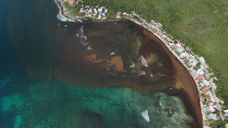 La crisis del sargazo en Quintana Roo no es solo ambiental, es un peligro latente para la salud humana.