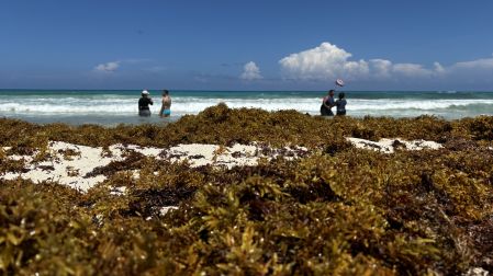 La crisis del sargazo en Quintana Roo no es solo ambiental, es un peligro latente para la salud humana.