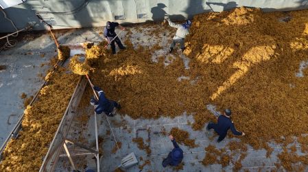 La crisis del sargazo en Quintana Roo no es solo ambiental, es un peligro latente para la salud humana.