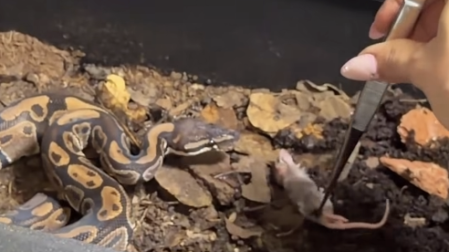 Luis Fernando Peña da de comer una rata a su serpiente.