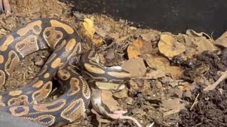Luis Fernando Peña da de comer una rata a su serpiente.