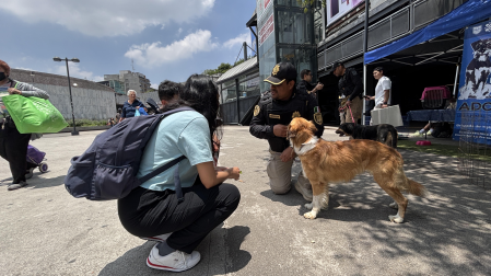 Jornada de adopción de perritos y gatitos