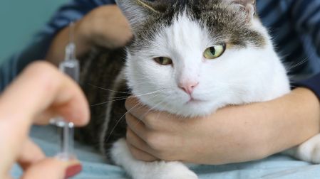 "One Health": ¿Por qué la salud de tu mascota determina el bienestar de todo tu hogar?