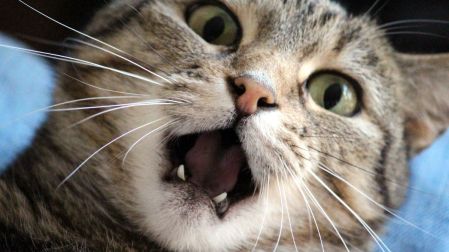 "One Health": ¿Por qué la salud de tu mascota determina el bienestar de todo tu hogar?