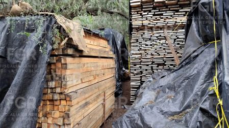 Entre la madera localizada se identificaron especies de oyamel, pino, cedro rojo, salam y zapote