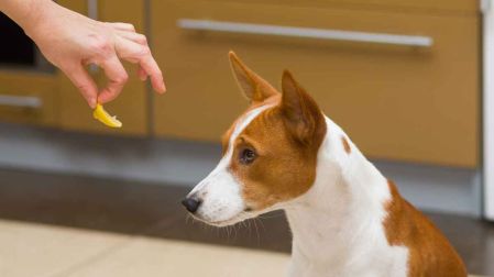 ¿Qué hacer si mi perro no quiere comer?