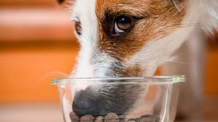 ¿Qué hacer si mi perro no quiere comer?