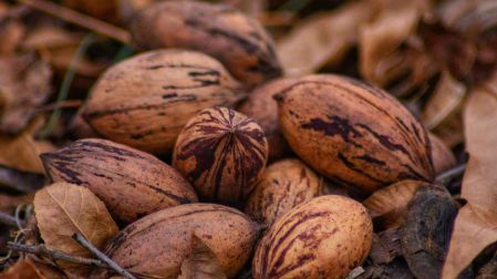Diferencias entre nuez de Castilla y nuez pecana