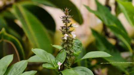 ¿Qué plantas ahuyentan mosquitos?