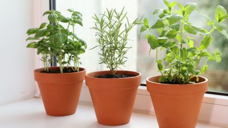 ¿Qué plantas ahuyentan mosquitos?