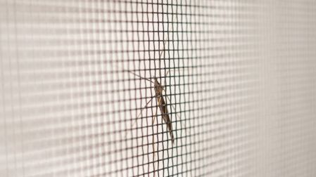 ¿Qué plantas ahuyentan mosquitos?