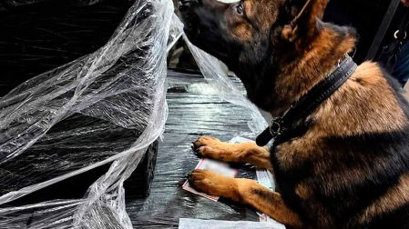 Aseguran millones de cigarros, participa binomio canino
