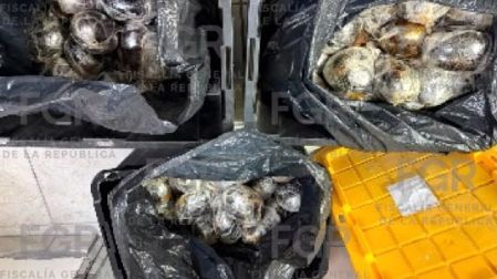 Todos enfrentan cargos por su probable responsabilidad en los delitos de portación de arma de fuego sin licencia y posesión de opio con fines de comercio.