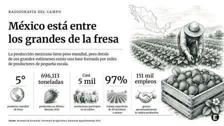 Infografía sobre la producción de fresa en México: quinto productor mundial, 696,113 toneladas en 2024, casi 5 mil productores, 97% con superficies de hasta 10 hectáreas y alrededor de 151 mil empleos.