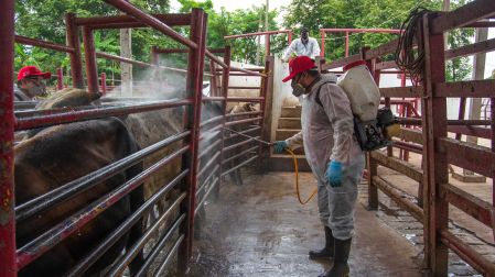 En las labores participan Senasica, Sader, la CPA y el OIRSA, brindando asistencia técnica y vigilancia epidemiológica permanente.