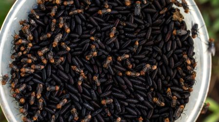 El plan incluye la dispersión de mosca estéril y el tratamiento preventivo a becerros y ganado adulto en la región.