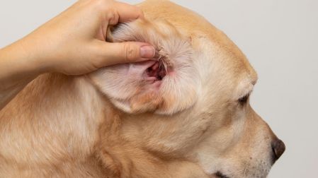 ¿Cómo saber si un perro tiene infección de oído?
