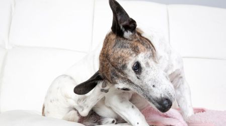 ¿Cómo saber si un perro tiene infección de oído?