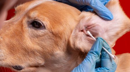 ¿Cómo saber si un perro tiene infección de oído?