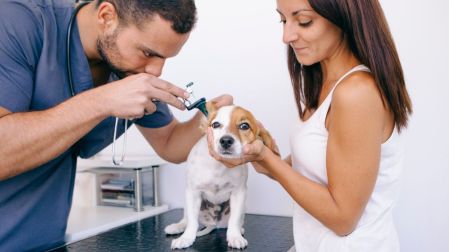 ¿Cómo saber si un perro tiene infección de oído?