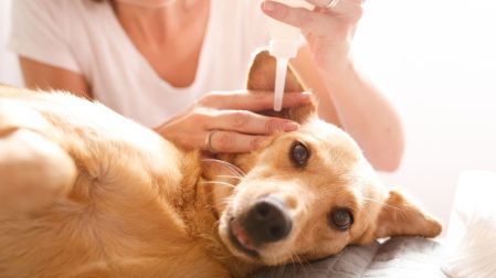 ¿Cómo saber si un perro tiene infección de oído?