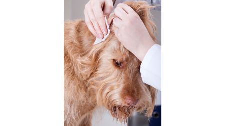 ¿Cómo saber si un perro tiene infección de oído?