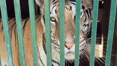 En total, fueron asegurados 135 animales exóticos.