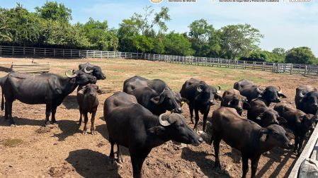 La autoridad ambiental informó que 90 ejemplares están protegidos por la legislación mexicana o por CITES; en términos generales, fueron encontrados en condiciones físicas y de salud favorables